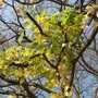Boomhazelaar (Corylus colurna) herfstkleur